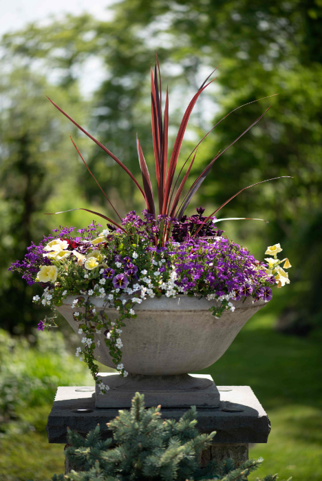 Outdoor Flower Planter Workshop - June 6