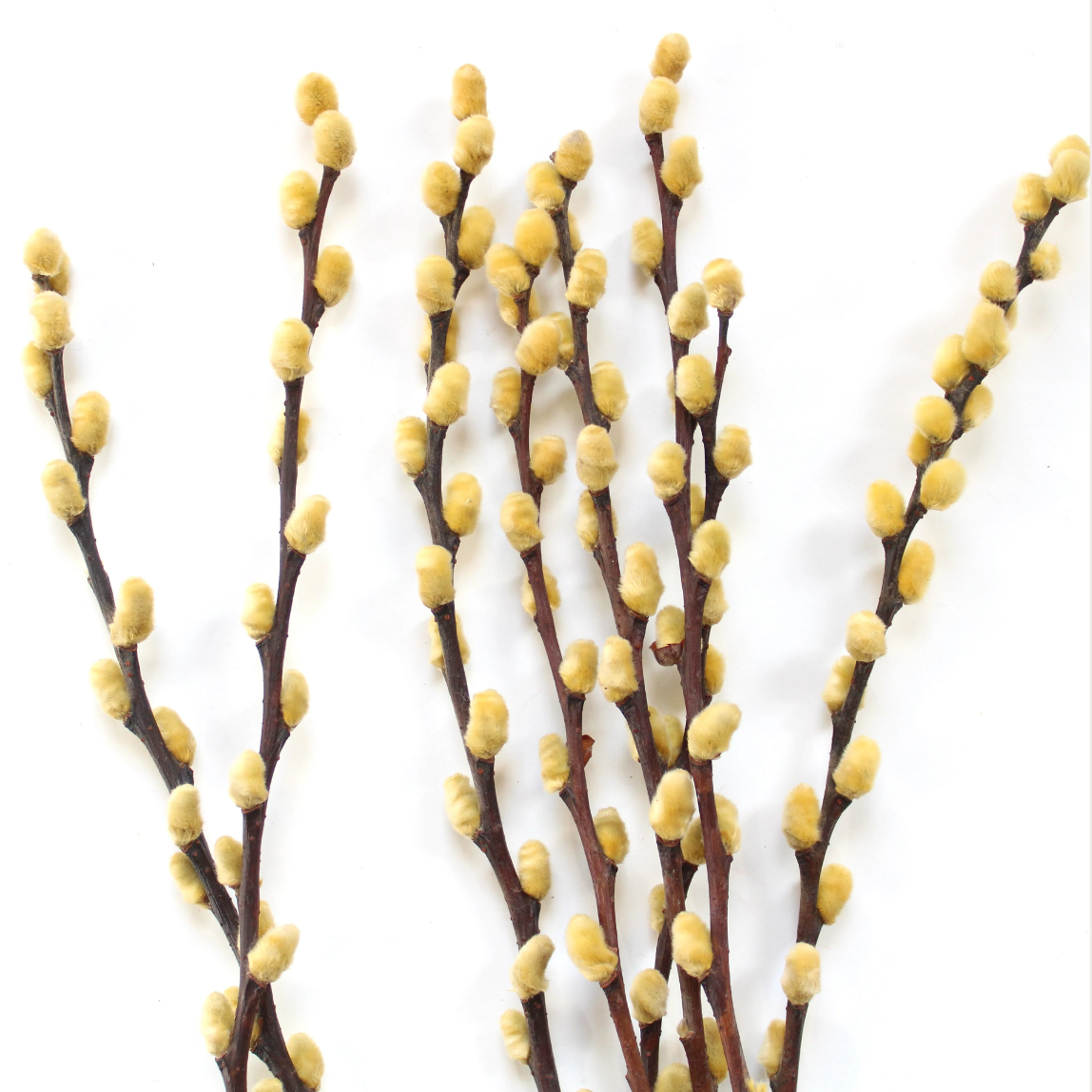 Dried Pussy Willow Branches