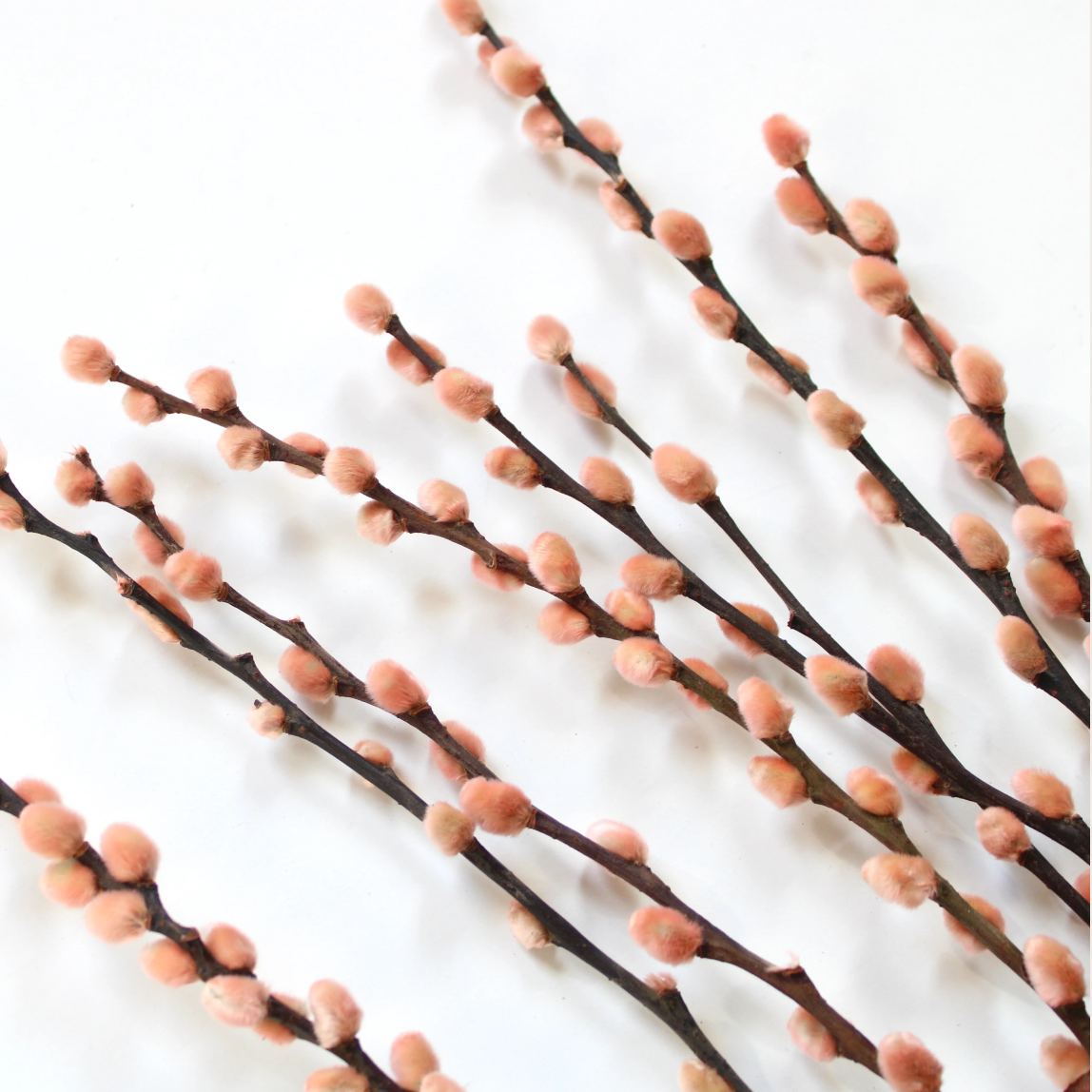 Dried Pussy Willow Branches