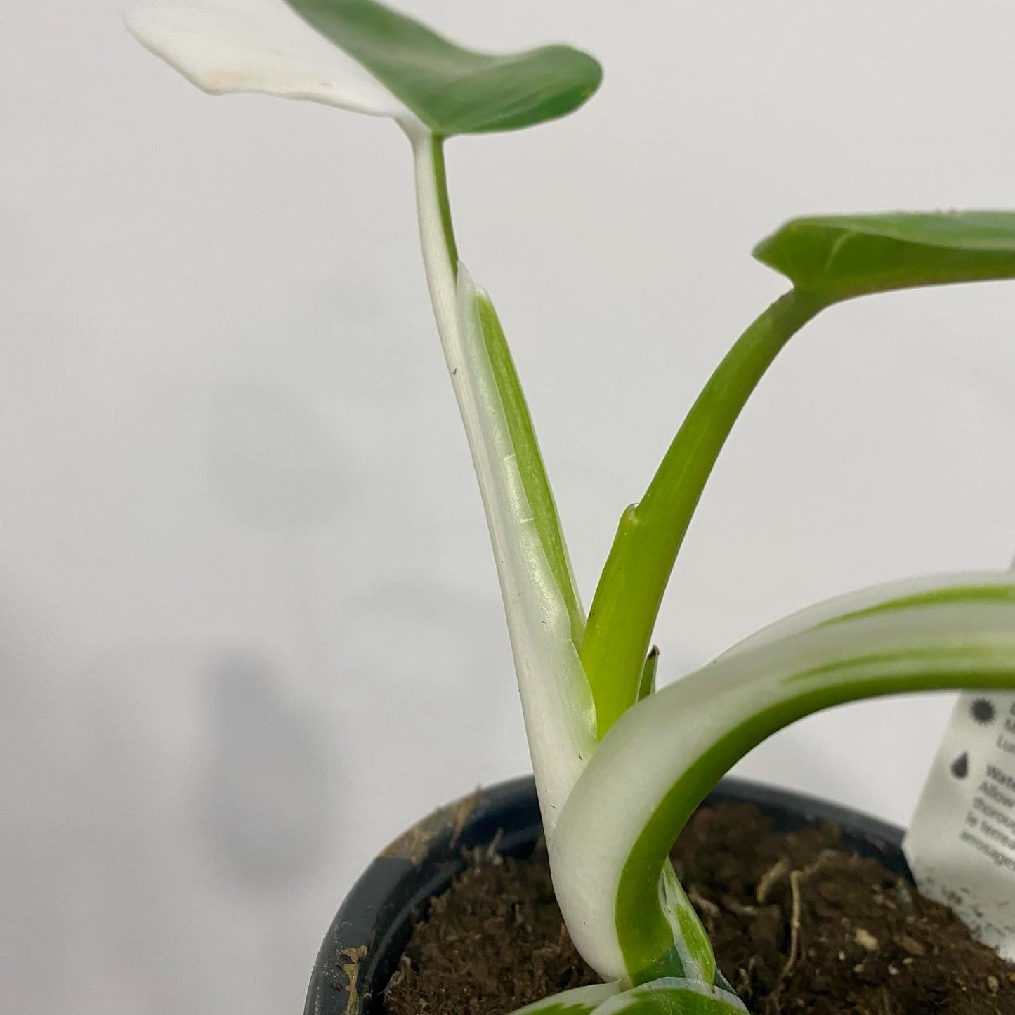 Philodendron White Wizzard