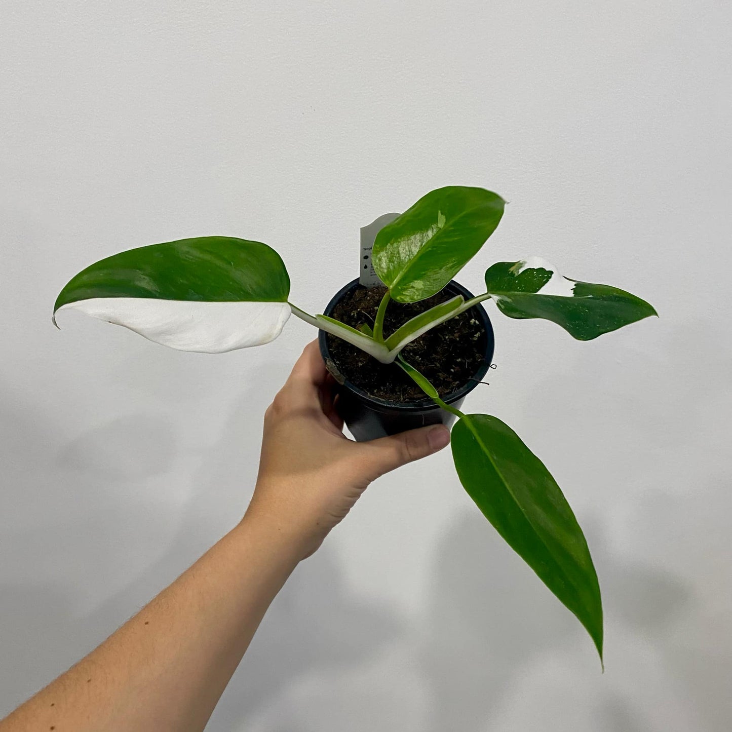 Philodendron White Wizzard