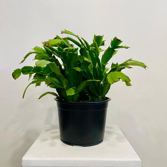 Thanksgiving Cactus (Schlumbergera truncata)
