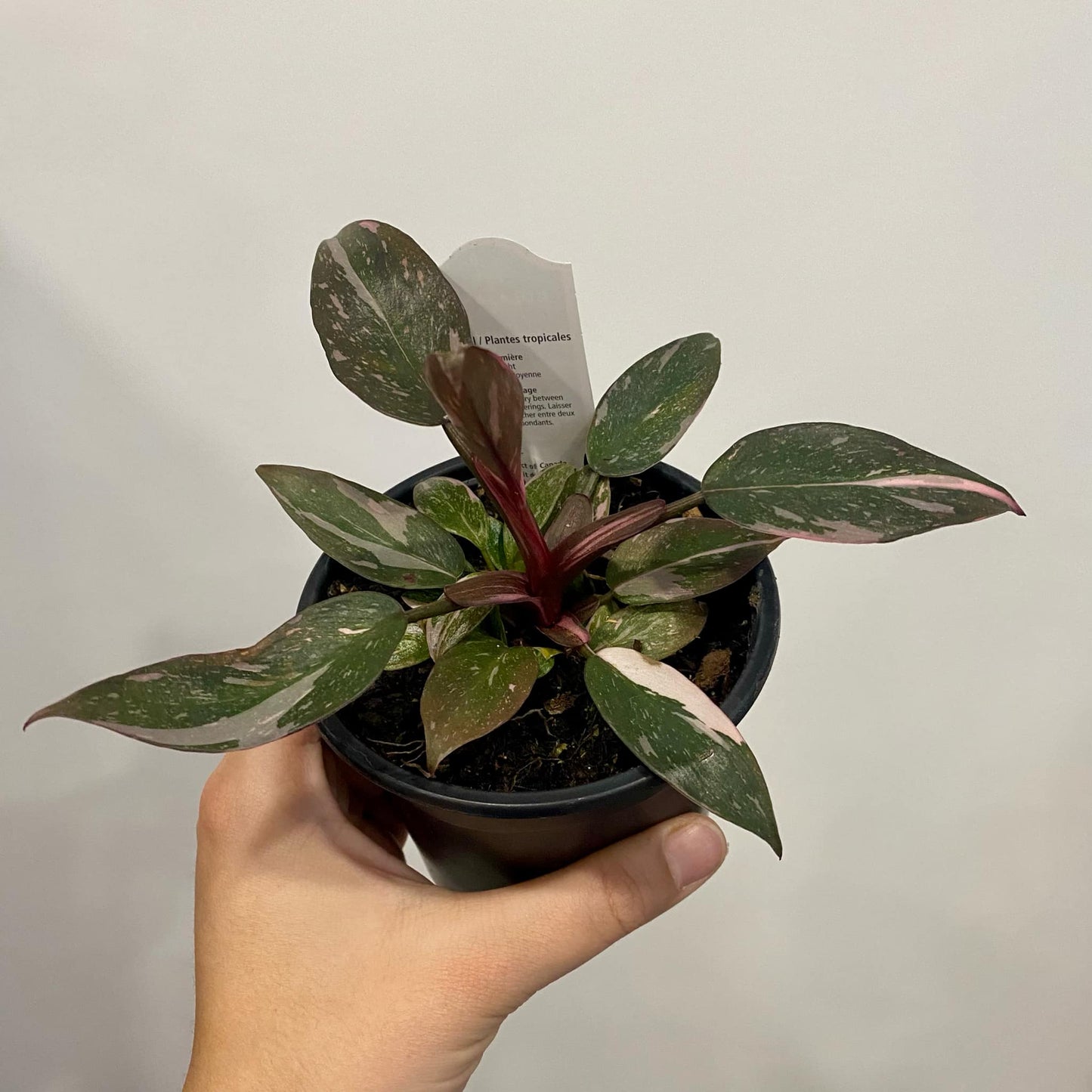 Philodendron Pink Princess