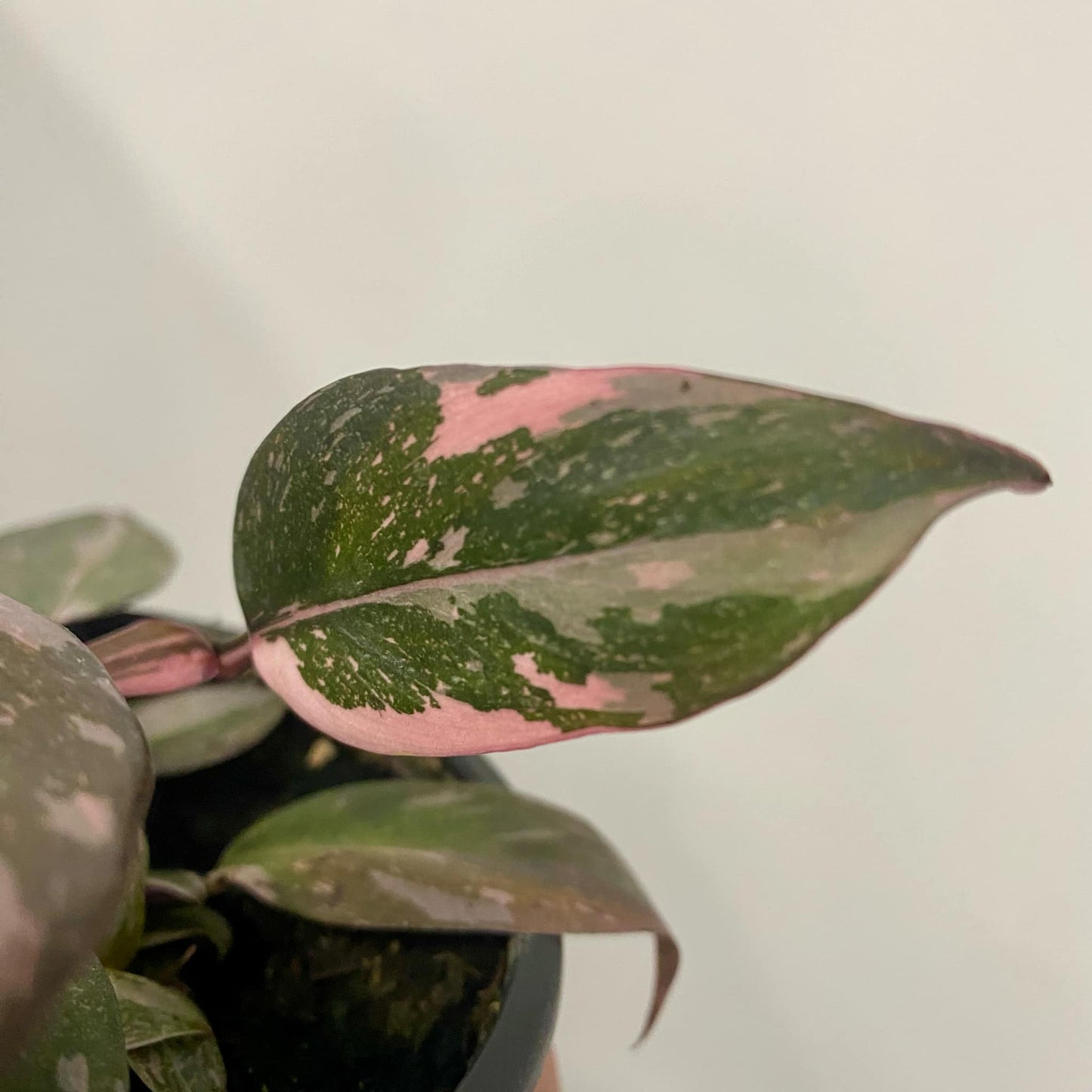 Philodendron Pink Princess