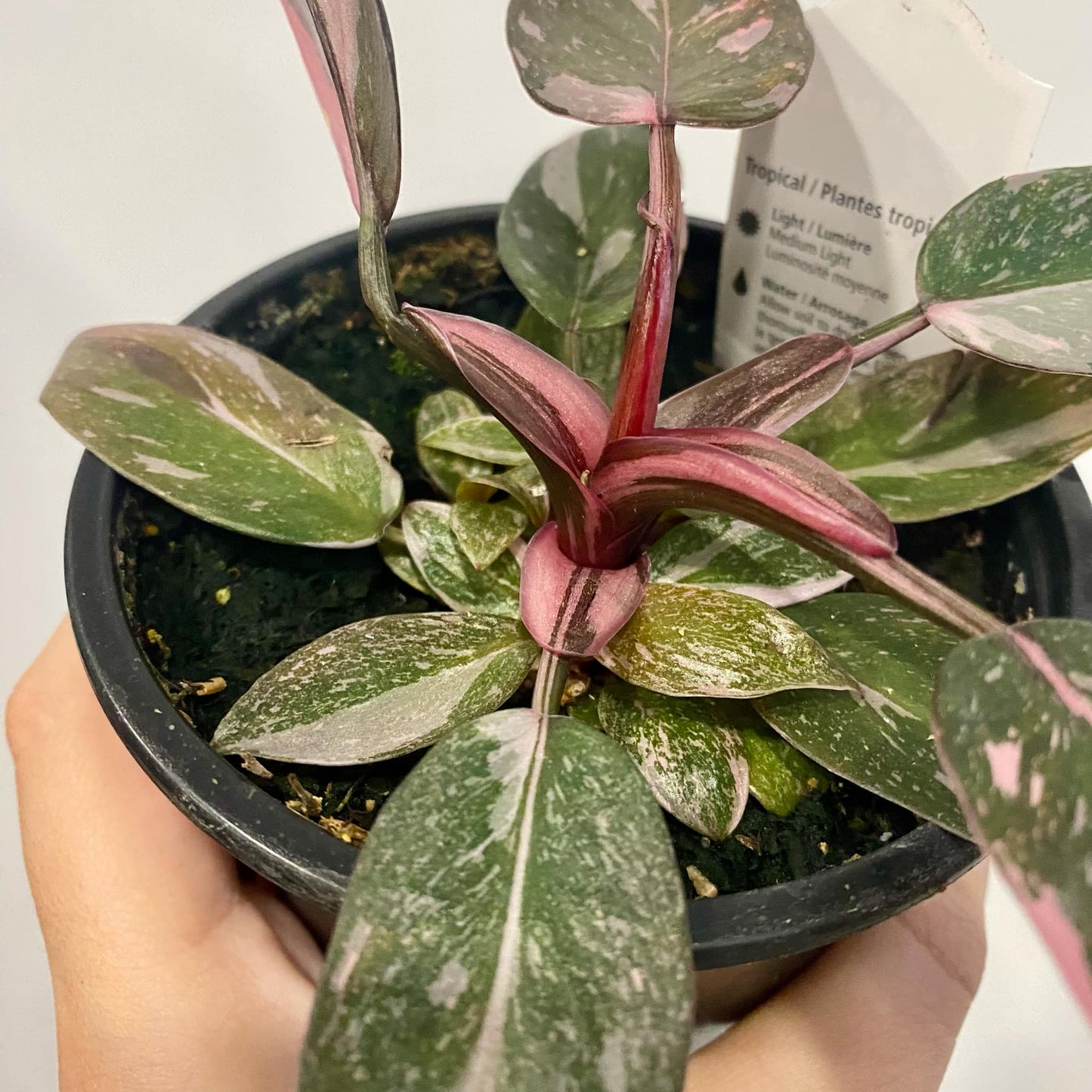 Philodendron Pink Princess