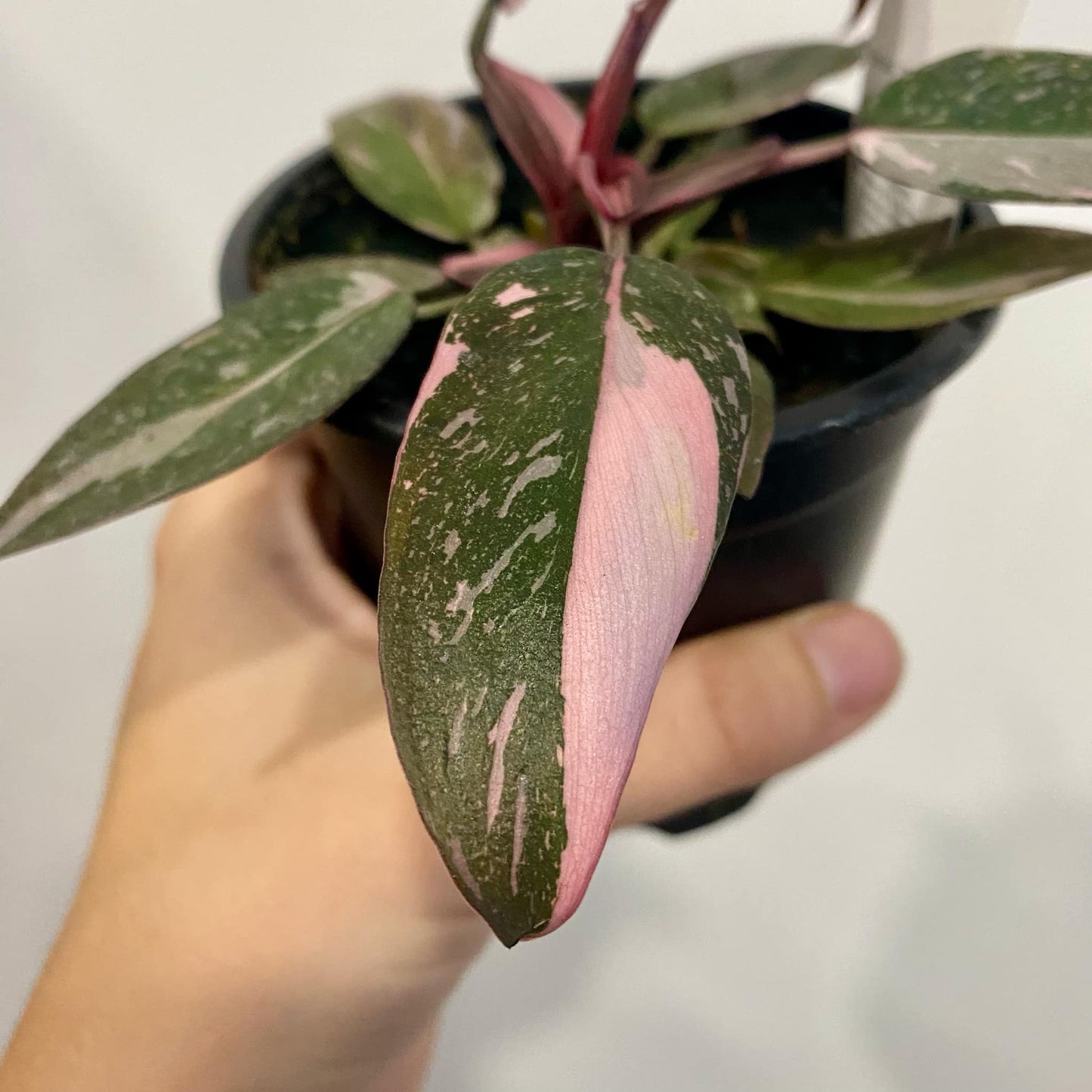 Philodendron Pink Princess