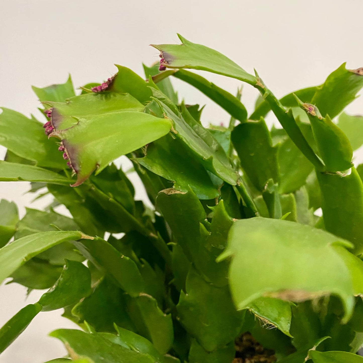Thanksgiving Cactus (Schlumbergera truncata)