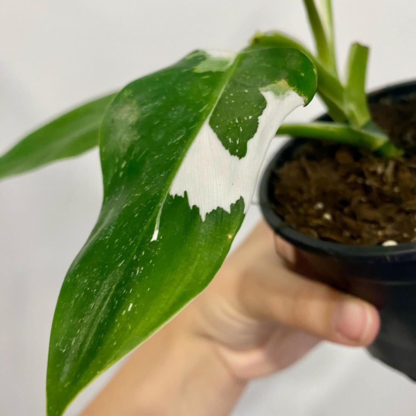 Philodendron White Wizzard
