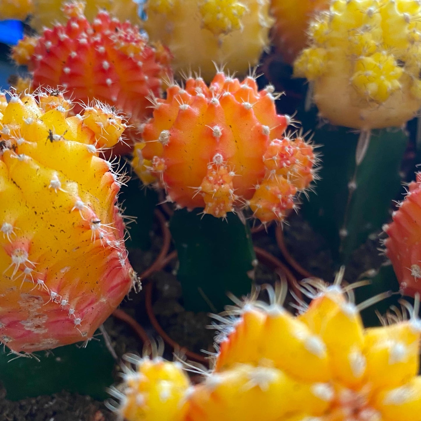 Grafted Moon Cactus