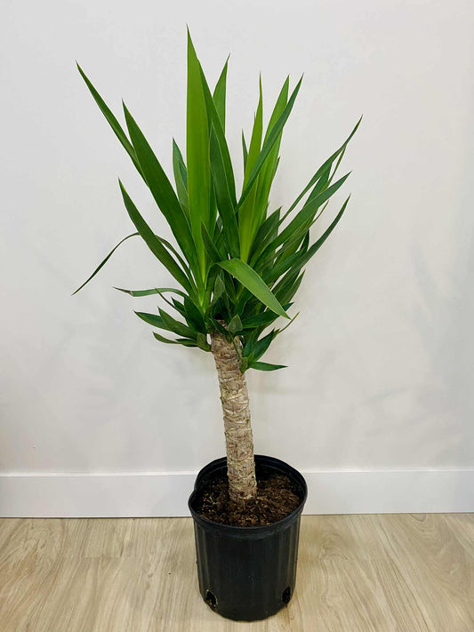 Yucca Cane