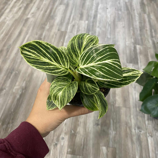 Philodendron White Measure (Birkin)