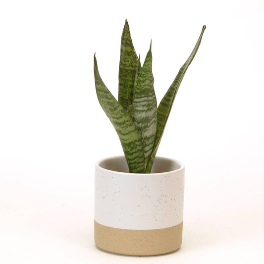 Ceramic Cylinder Pot Wht/Speckle