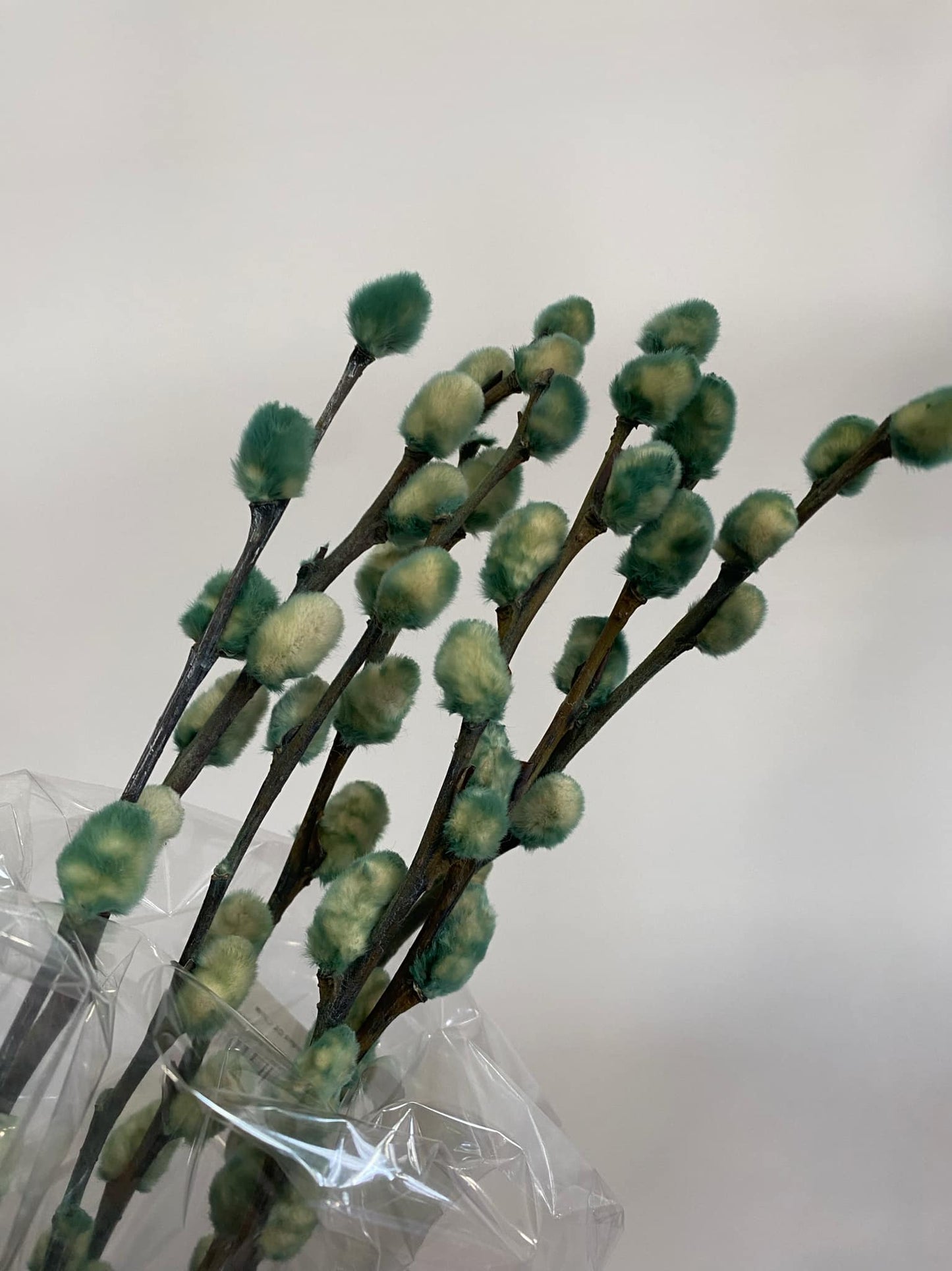 Dried Pussy Willow Branches