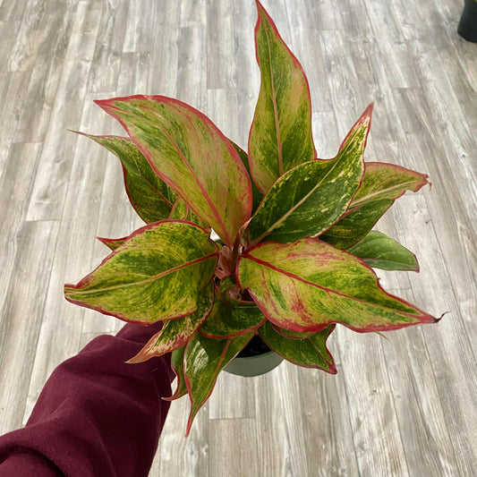 Chinese Evergreen "Red Siam"