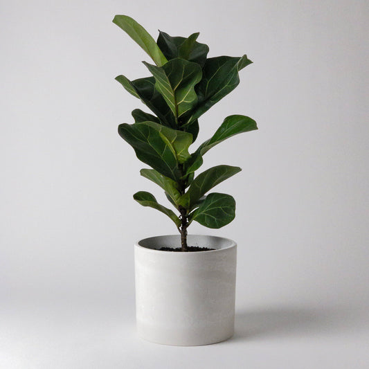 7" Signature Stone Planter Pot