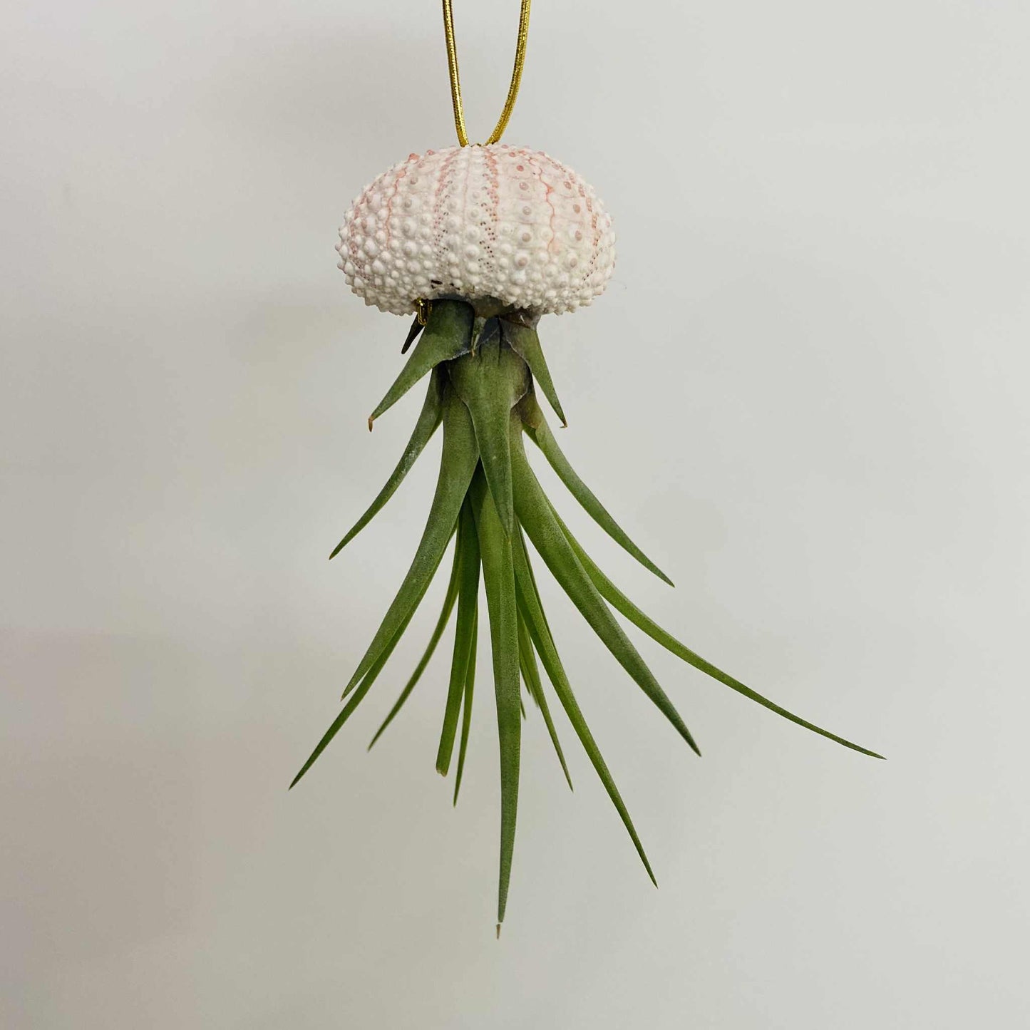 Tillandsia in Seashell