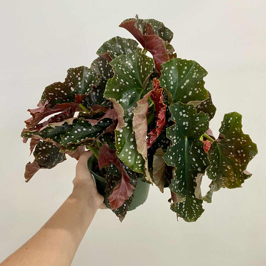 Begonia Crackling Rosie