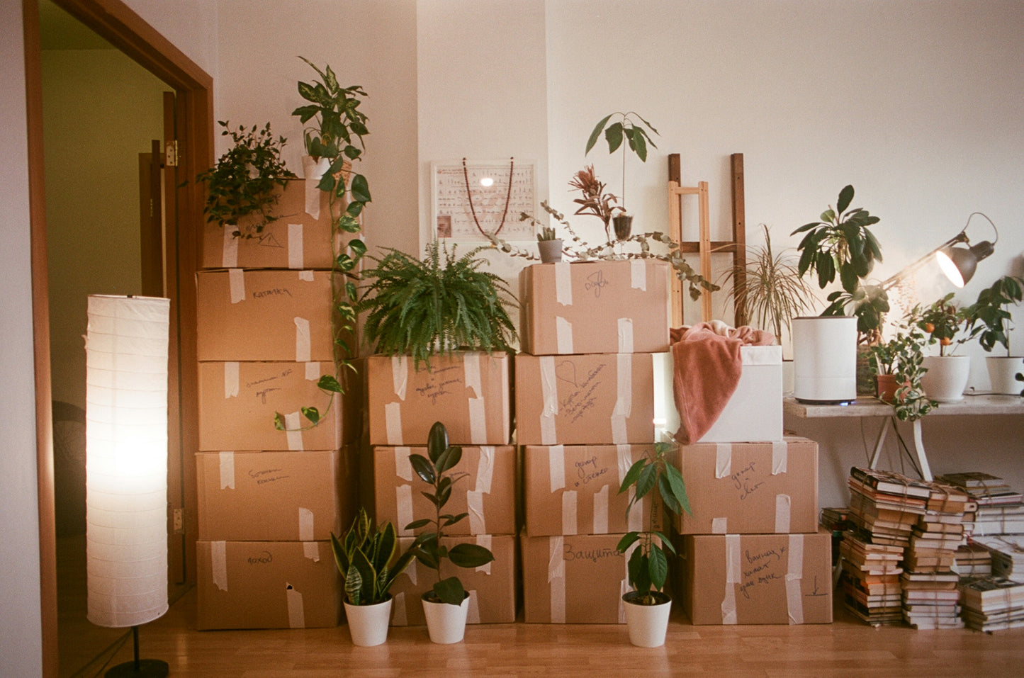 August Houseplant Subscription