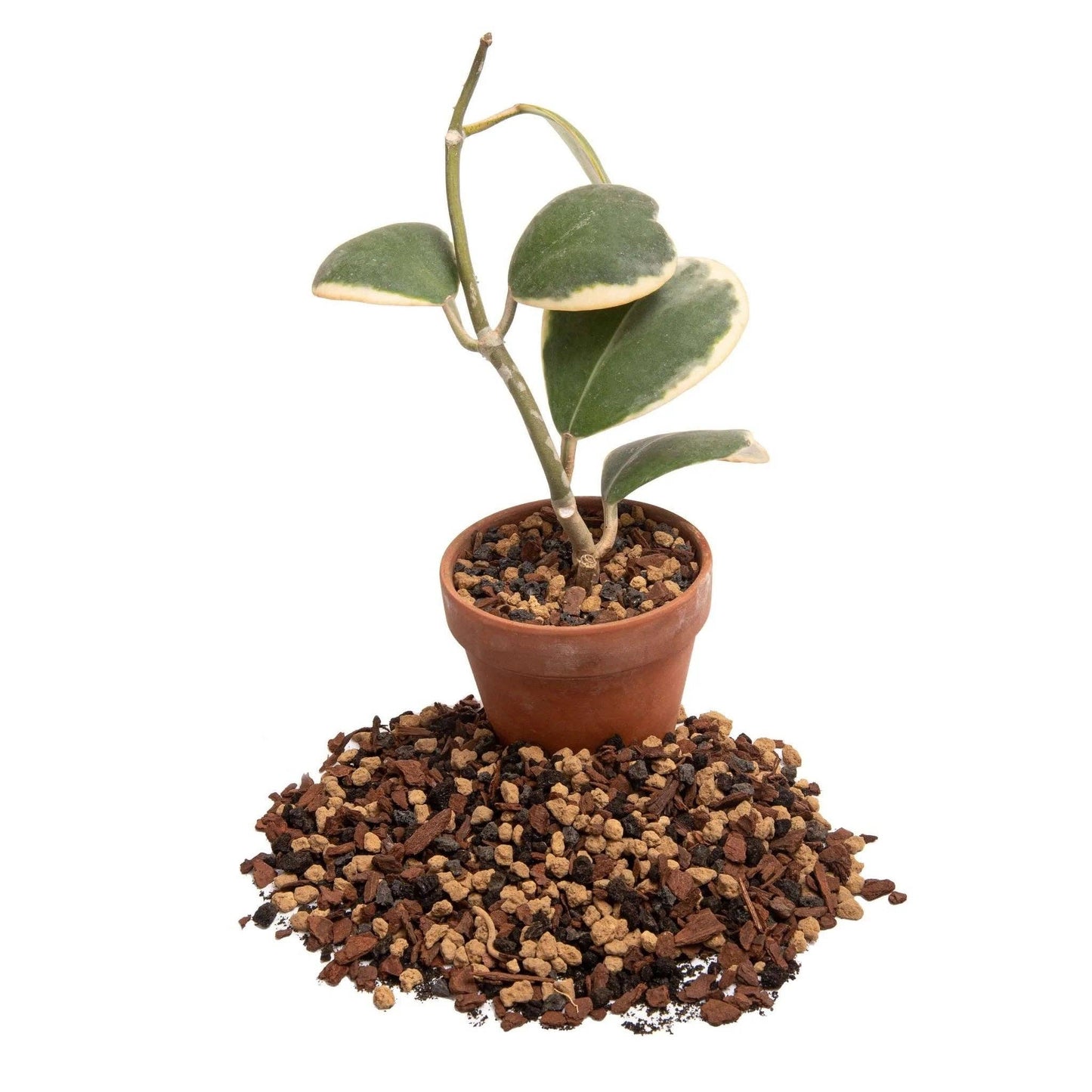 Molly's Succulent Mix - Premium Gritty Soilless Potting Mix