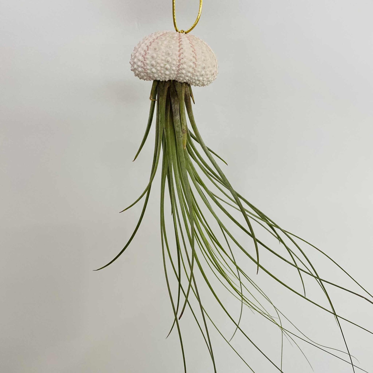 Tillandsia in Seashell