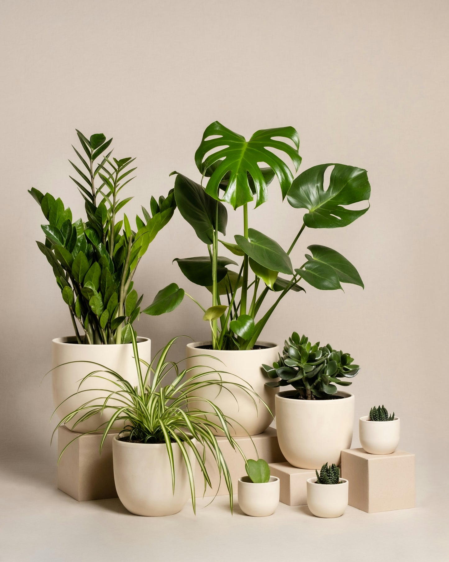 August Houseplant Subscription