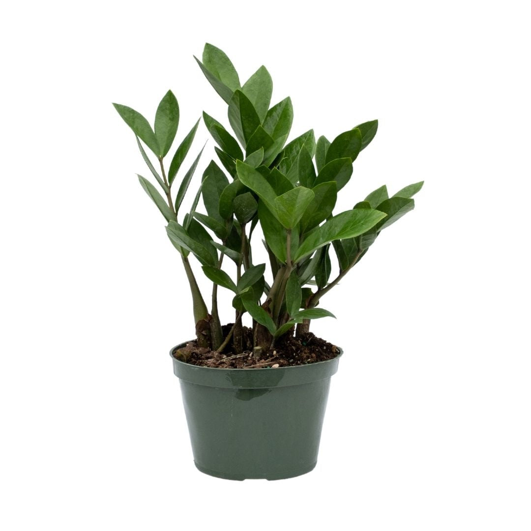 Zamioculcas zamiifolia - ZZ Plant
