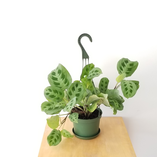 Maranta Green Prayer Plant