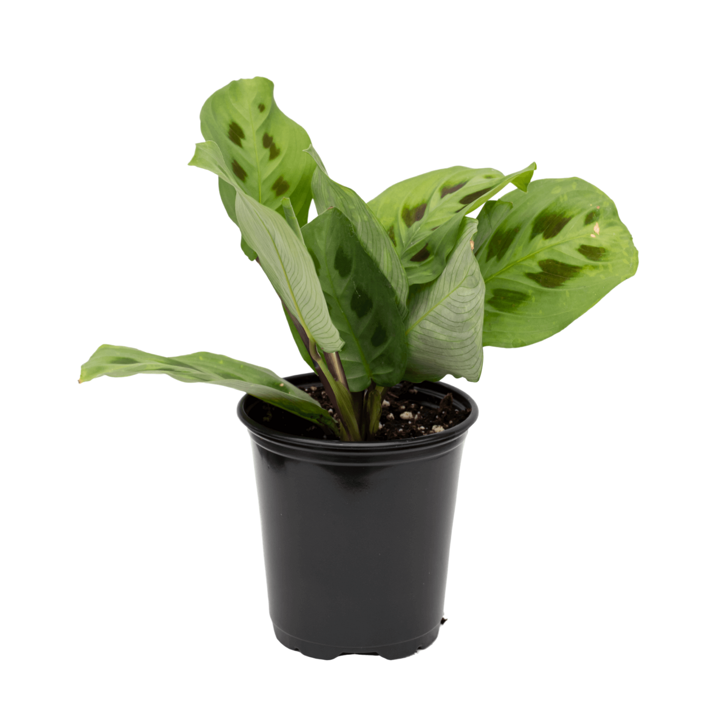 Maranta Green Prayer Plant